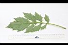 飛機草-葉背01.JPG