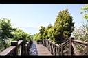 香冠柏16.JPG