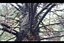 香杉-枝00.JPG