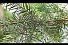 香杉-葉04.JPG
