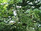 香杉-葉10.JPG
