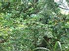 香杉-葉11.JPG