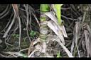 香林投-莖01.JPG