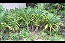 香林投03.JPG