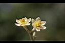 香桂-花12.JPG