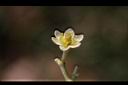 香桂-花16.JPG