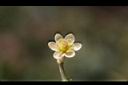 香桂-花23.JPG