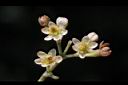 香桂-花28.JPG