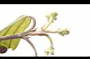 香桂-花苞01.JPG