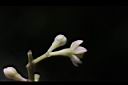 香桂-花萼01.JPG