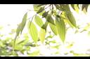 香桂-葉16.JPG