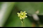 香桂-花0.jpg