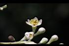 香桂-花00.JPG