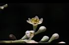香桂-花01.JPG