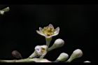 香桂-花02.JPG