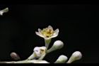 香桂-花03.JPG