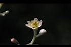香桂-花04.JPG