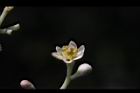 香桂-花05.JPG