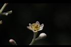 香桂-花06.JPG