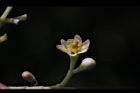 香桂-花07.JPG