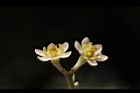香桂-花08.JPG