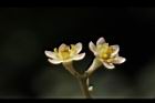 香桂-花09.JPG