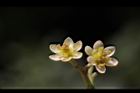香桂-花10.JPG