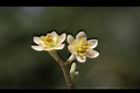 香桂-花11.JPG