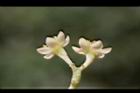 香桂-花13.JPG