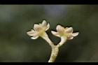 香桂-花14.JPG