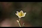 香桂-花15.JPG