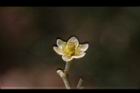 香桂-花17.JPG