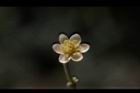 香桂-花18.JPG