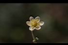 香桂-花19.JPG
