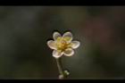 香桂-花20.JPG