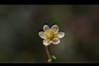 香桂-花21.JPG