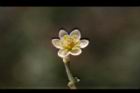 香桂-花22.JPG