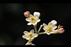 香桂-花26.JPG