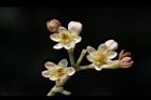 香桂-花29.JPG