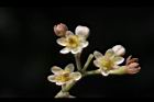 香桂-花30.JPG