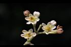 香桂-花31.JPG