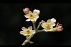 香桂-花32.JPG