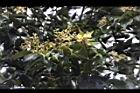 香桂-花序00.JPG