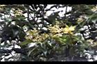 香桂-花序01.JPG