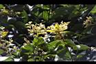 香桂-花序02.JPG