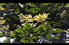香桂-花序03.JPG