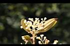 香桂-花序07.JPG