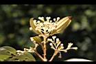 香桂-花序08.JPG
