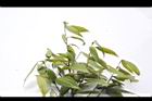 香桂-花苞03.JPG
