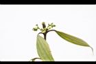 香桂-花苞04.JPG